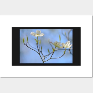 Dogwood Blossoms Posters and Art